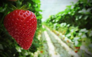 juicy red strawberries in the garden
