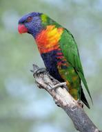 Parrot Lori Variegated