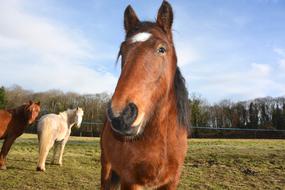 Horse Head Face Next To