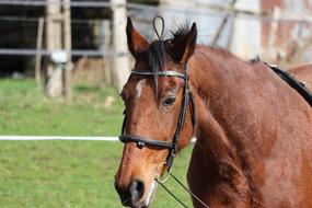 Horses Animals macro