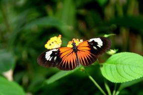 Butterfly Colorful Insect