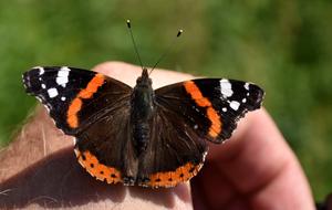 Butterfly Admiral