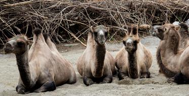 Camels Camel Animal