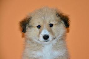 Dog Pup macro