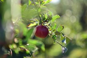 juicy apple on a branch in the orchard