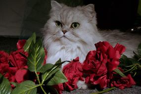 Cat Persians Pet