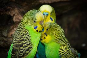 Budgerigars Birds Animal World