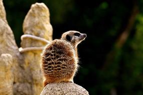 Meerkat Animal Nature