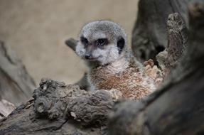 Meerkat Zoo Animals