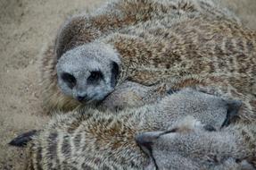 Meerkat Zoo Animals
