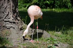 Flamingo Pink Zoo