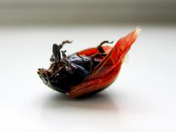 red beetle upside down