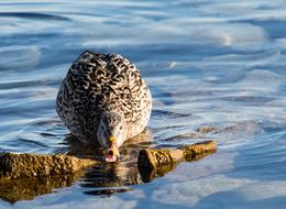 Mallard Duck Water Bird