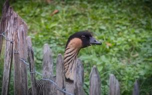 Goose Meadow Bird