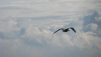 Bird Sky Flight