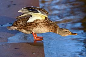 Duck Water Bird Waterfowl