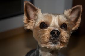 Dog Yorki Yorkshire Terrier