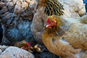 Chickens Gallus Chicken Farm