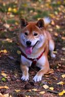 Pet Purebred Dog Animal