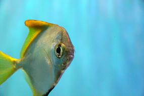 Fish Aquarium Underwater