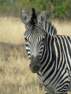 Stripes Zebra Animal