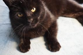 Cat Cat'S Eyes Pet