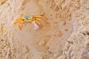 Crab Beach Sand