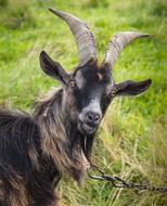Goat Animal Mammal