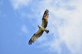 Animal Sky Bird Wild