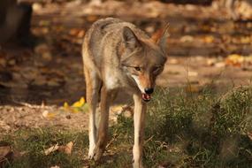 Coyote Animal Predator