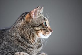 Cat Fat Animals