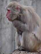 Monkey Animal Zoo