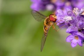 yellow wasp on lavender