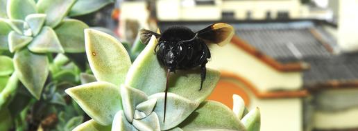 Garden Insect Bumblebee