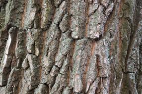 Invoice Tree Texture