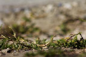 Insect Mantis Nature