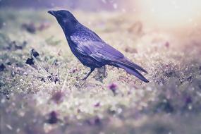 Raven Blackbird Bird