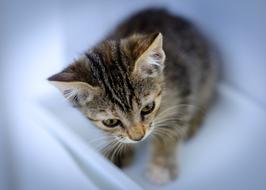 Kitten Feline Look