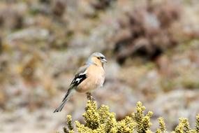 Bird Animal Nature