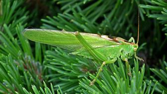 Grasshopper Insect Green