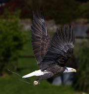 american bald eagle flying