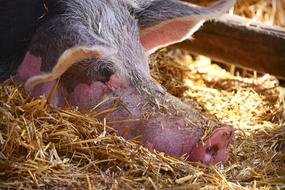 Pig Animal Mammal