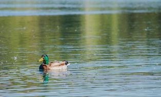 Laguna Duck Animal