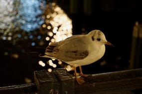 Bird Seagull Animal World Water