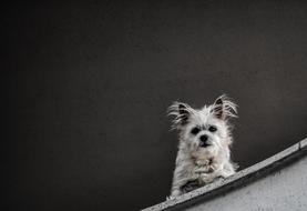 Dog Animal Puppy