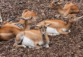 Stag-Goat-Antelope Antelope Animal