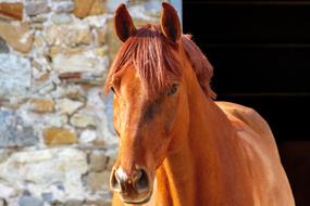 Horse Animal World