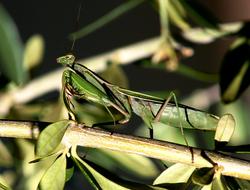Insect Mantis Religiosa