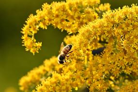 bee on a branch of flowers