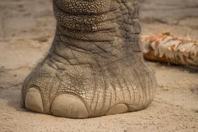 Elephant Foot Mammal